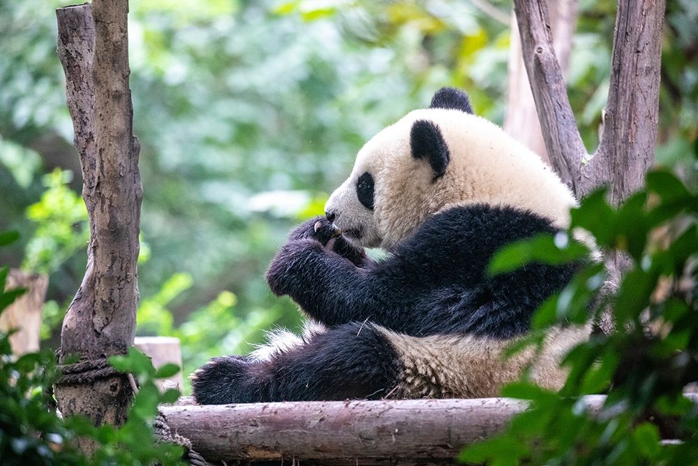 Asia-China-Sichuan Province-Cheng Du-Giant Panda